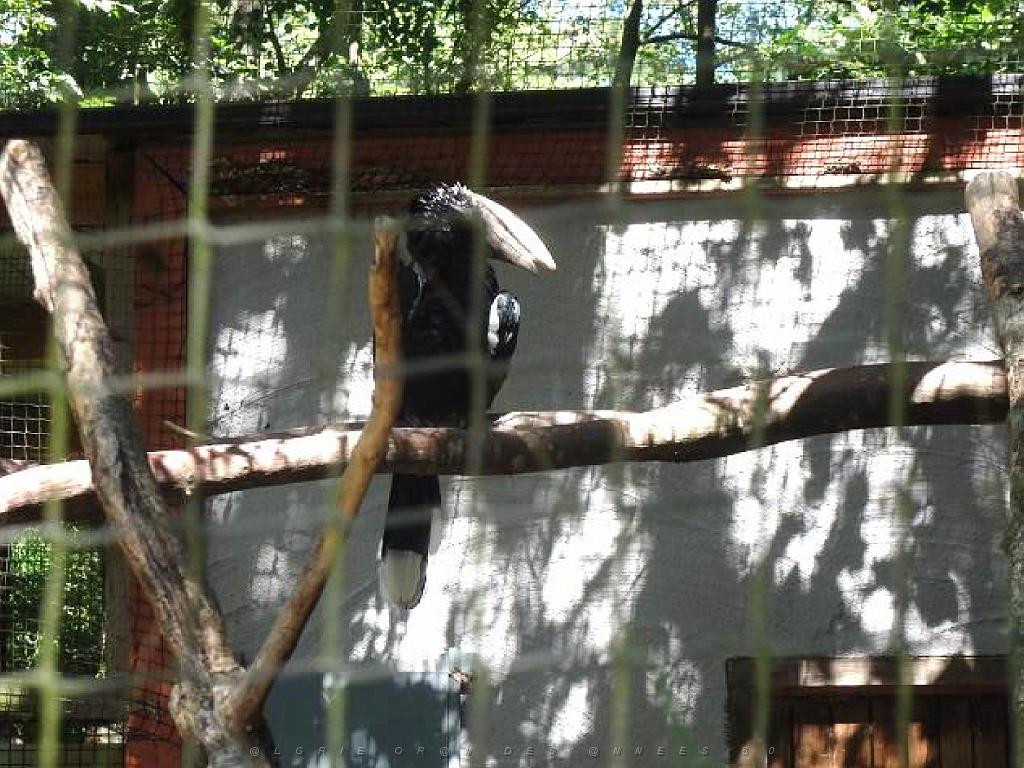 101PARC AUX OISEAUX DANS L AIN 2016 1_000046.jpg